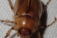 Rhizotrogus aestivus