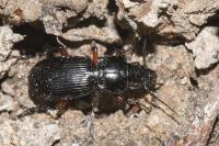 Pterostichus madidus
