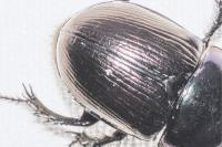 Geotrupes mutator