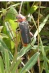 Cantharis rustica