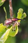 Rhynchites auratus