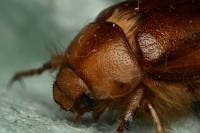 Rhizotrogus aestivus