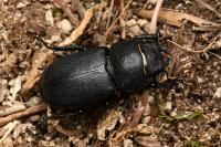 Dorcus parallelipipedus