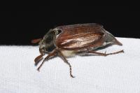 Melolontha melolontha