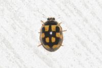 Propylea quatuordecimpunctata