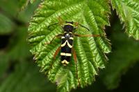 Clytus arietis