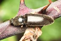 Athous haemorrhoidalis