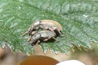 Polydrusus marginatus