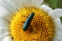 Psilothrix viridicoerulea