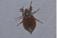 Melolontha melolontha