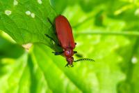 Pyrochroa serraticornis