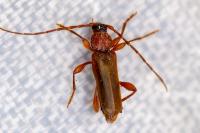 Phymatodes testaceus