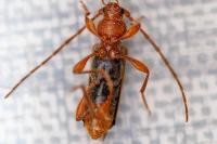 Phymatodes testaceus