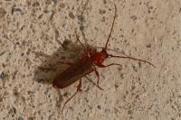 Cantharis rufa