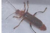 Cantharis rufa
