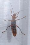 Cantharis rufa