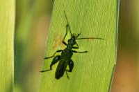 Oedemera nobilis