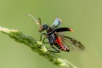 Malachius bipustulatus