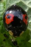 Harmonia axyridis