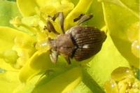 Mononychus punctumalbum