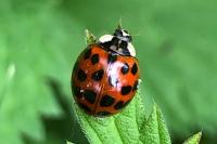 Harmonia axyridis