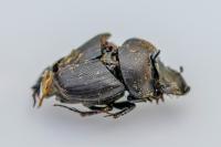 Onthophagus verticicornis