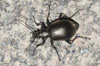 Calosoma inquisitor