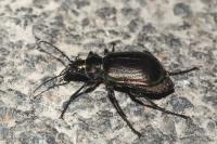 Calosoma inquisitor