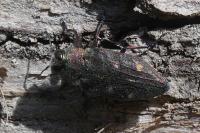 Chrysobothris affinis