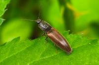 Athous haemorrhoidalis