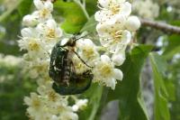 Cetonia aurata