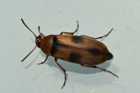 Anaspis maculata