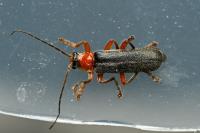 Cantharis pellucida