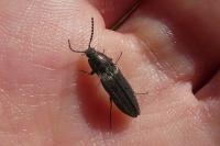 Cidnopus pilosus