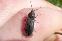 Cidnopus pilosus