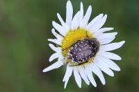 Oxythyrea funesta