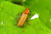 Cantharis