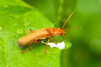 Cantharis