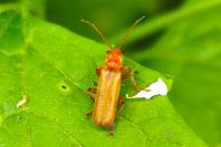 Cantharis