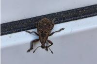 Liophloeus tessulatus