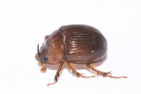 Odonteus armiger