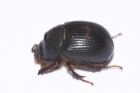 Odonteus armiger