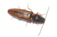 Athous vittatus