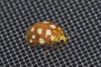 Halyzia sedecimguttata