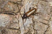 Phymatodes testaceus