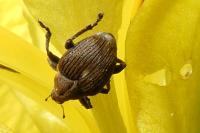 Mononychus punctumalbum