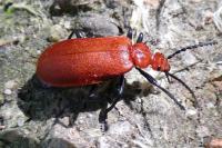 Pyrochroa serraticornis