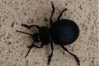Timarcha tenebricosa