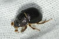 Odonteus armiger