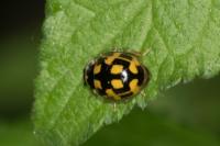 Propylea quatuordecimpunctata